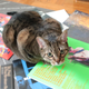 Illustration for article titled I Played Music for a Cat. Heres How the Cat Reacted.